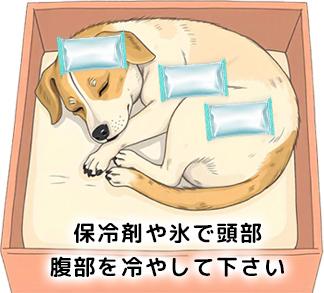 保冷剤や氷で頭部腹部を冷やして下さい